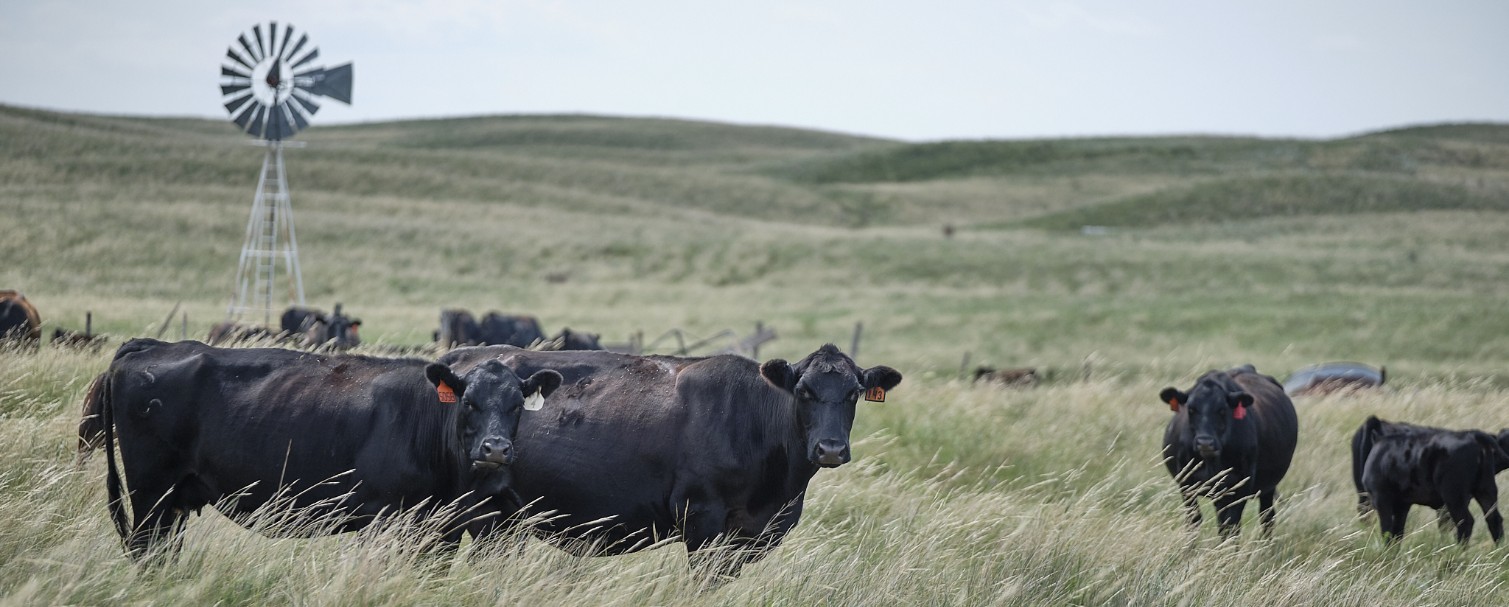 Black cows in a pasture 