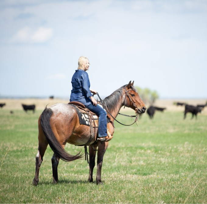 Rancher horseback in a pasture checking cattle