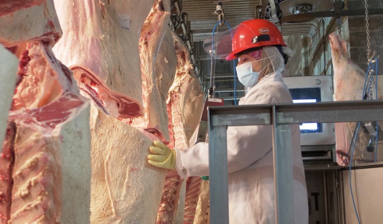 A meat inspector looking at the grade of a carcass