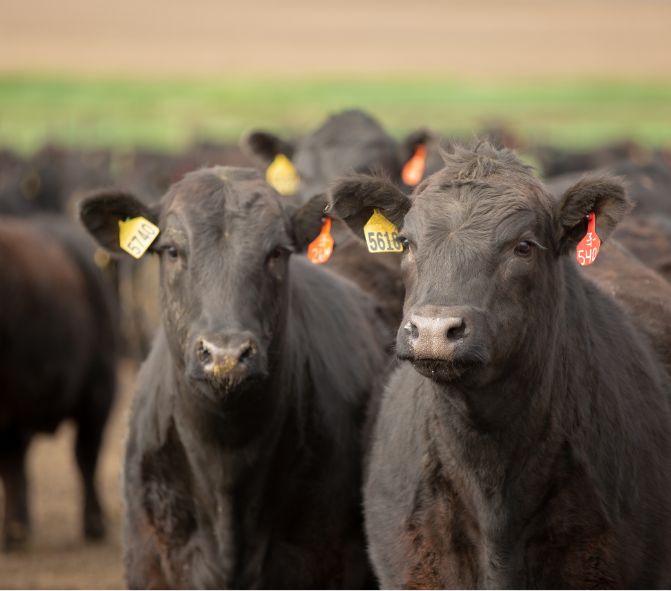 A group of black feeder cattle