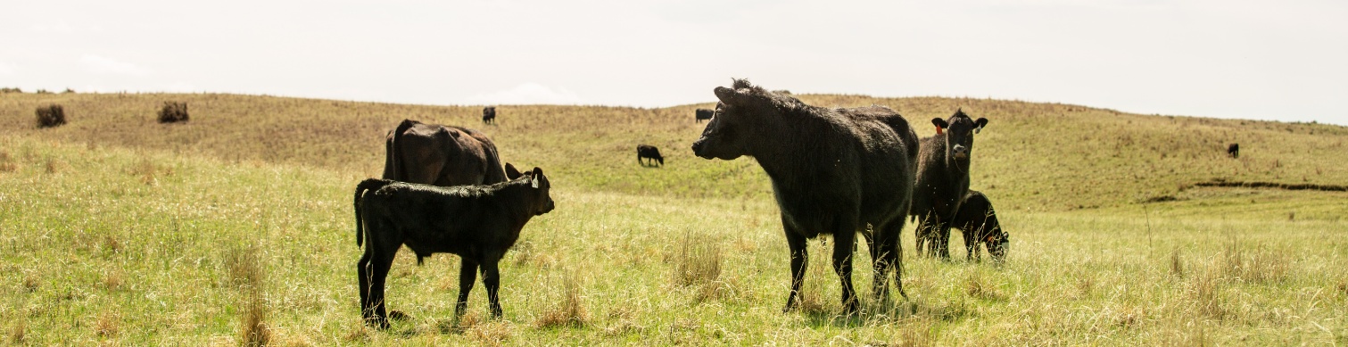 Black cow calf pairs grazing in a pasture